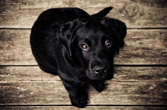 Lorem Ipsum Dolor Sit image 5